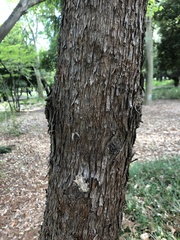 Cryptomeria japonica