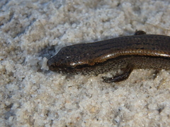 Hemiergis decresiensis