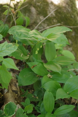 Polygonatum latifolium
