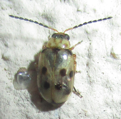 Afromaculepta