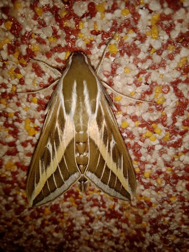 Striped Hawkmoth