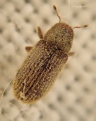 Kissophagus vicinus