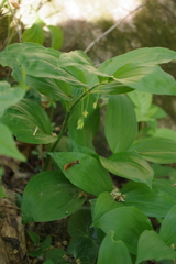 Polygonatum latifolium
