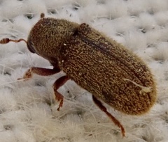 Kissophagus vicinus