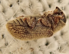 Kissophagus vicinus