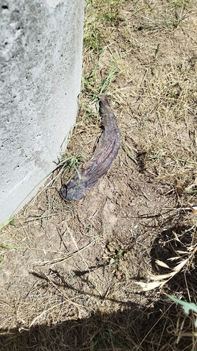 Wels Catfish
