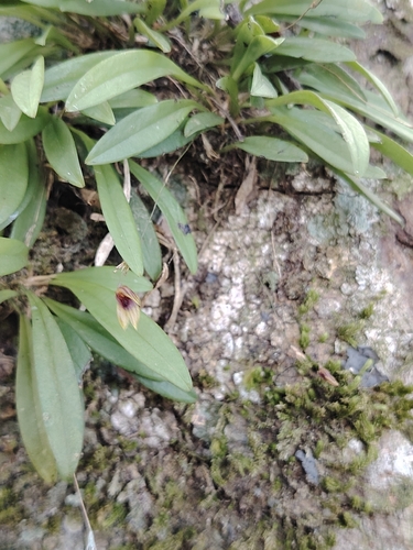 Specklinia brighamii, photograph 1