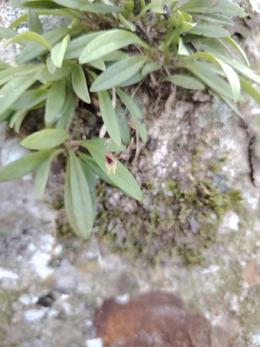 Specklinia brighamii, photograph 2