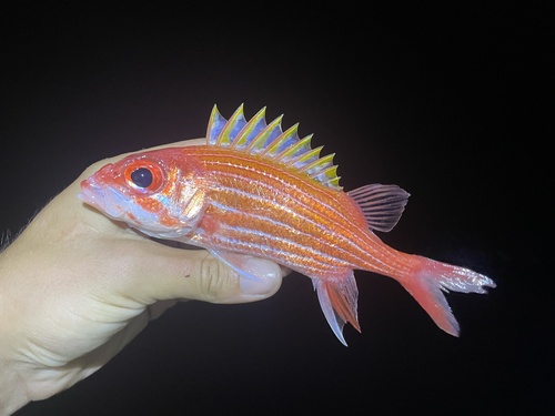 Coral reef fishes