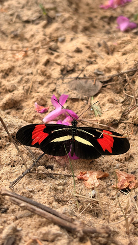 Heliconius erato phyllis
