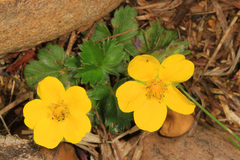 Potentilla canadensis