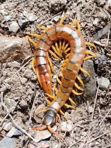 Mediterranean Banded Centipede