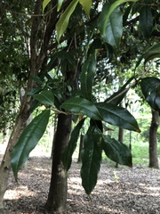 Osmanthus fragrans aurantiacus