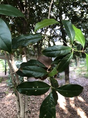 Osmanthus fragrans aurantiacus
