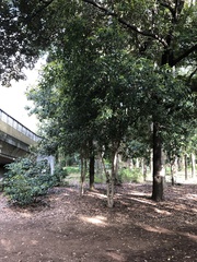 Osmanthus fragrans aurantiacus