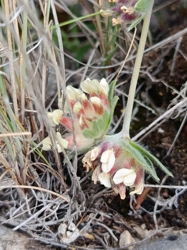 Common Kidney-Vetch