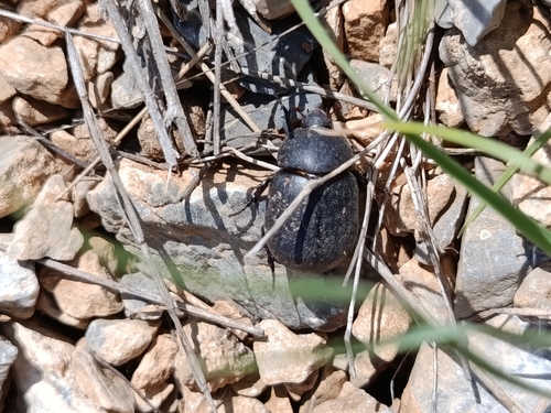 Pentodon idiota
