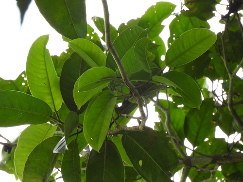 Ficus observed 2026-06-02