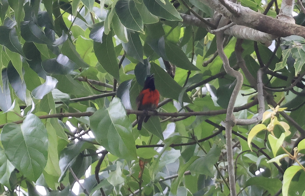 Purple-throated Sunbird (Leptocoma sperata), photo 5