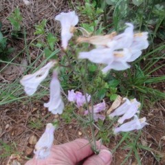 Penstemon laxiflorus