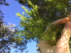 Melaleuca decora