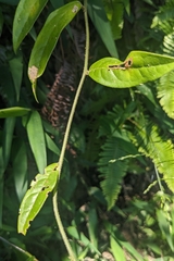 Sabia swinhoei, photograph (c) 許文俊, some rights reserved (CC BY-SA)