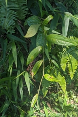 Sabia swinhoei, photograph (c) 許文俊, some rights reserved (CC BY-SA)