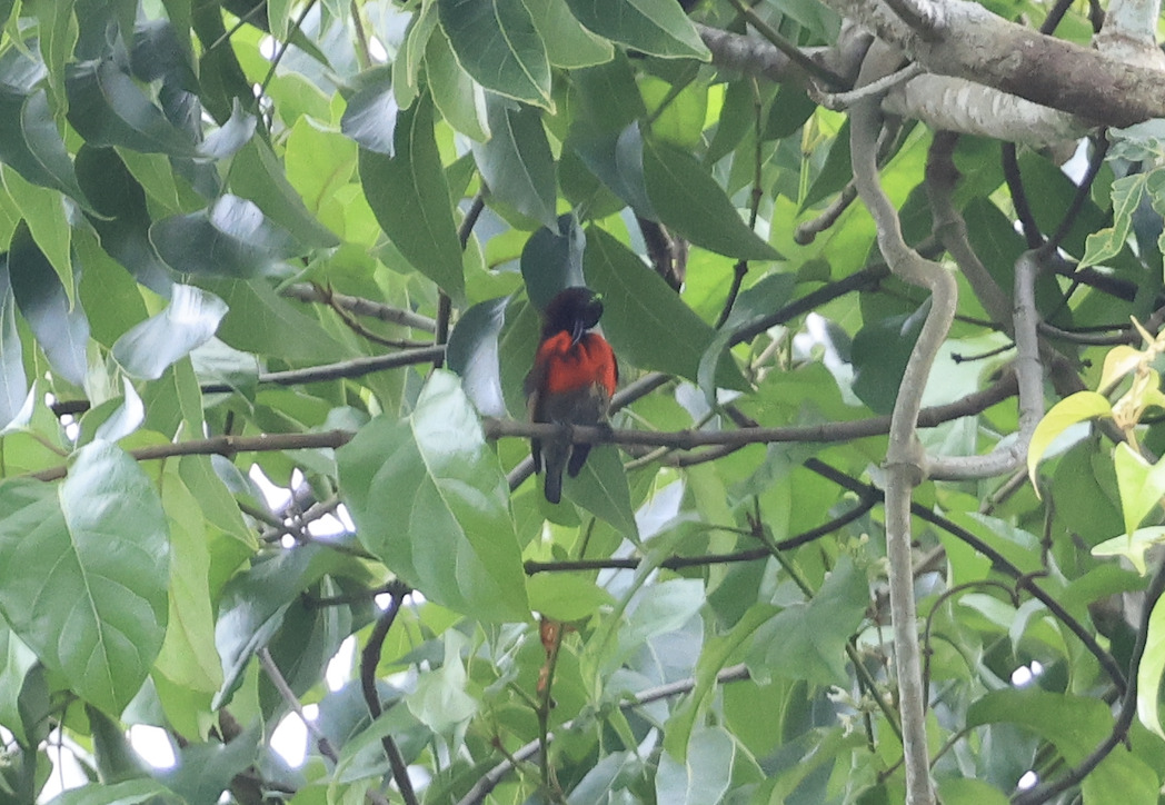 Purple-throated Sunbird (Leptocoma sperata), photo 6