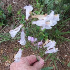 Penstemon laxiflorus