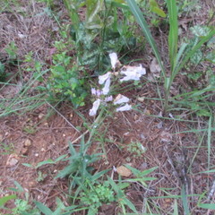 Penstemon laxiflorus