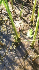 Hyla sarda
