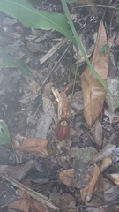 Nepenthes bicalcarata