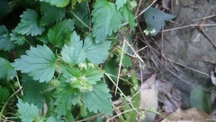 Nanocnide japonica