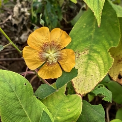 Abutilon persicum
