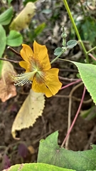 Abutilon persicum