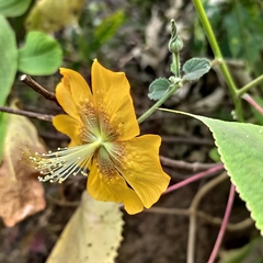 Abutilon persicum
