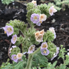 Phacelia ixodes