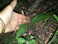 Habenaria arenaria