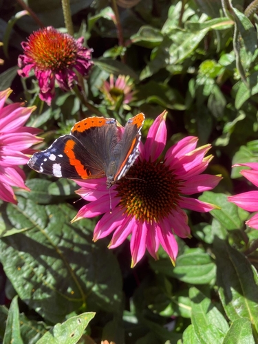 Red Admiral