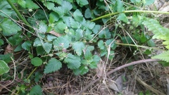 Nanocnide japonica