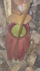 Nepenthes bicalcarata