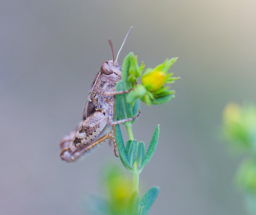 Italian locust