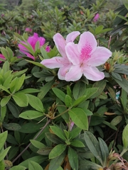 Rhododendron × pulchrum
