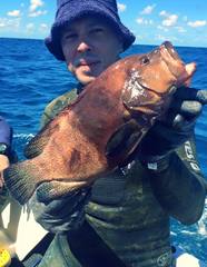 Cephalopholis sonnerati