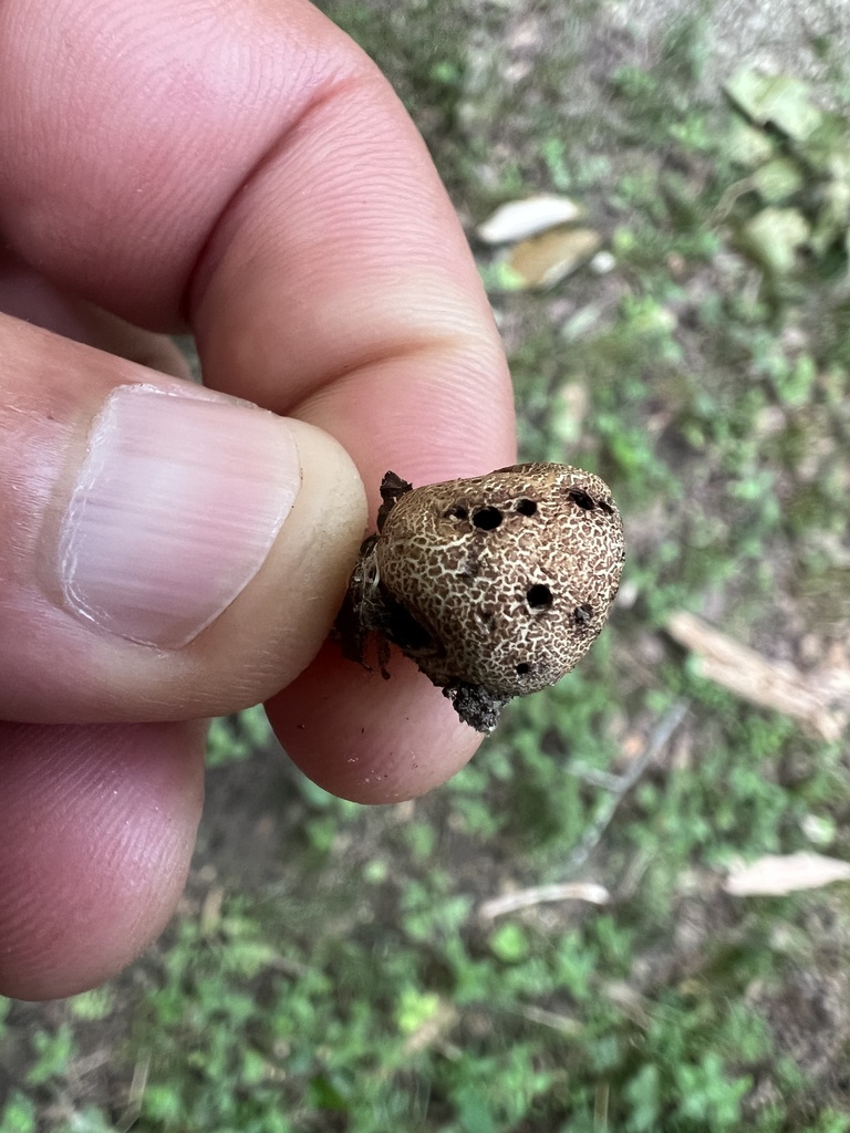 Leopard Earthball