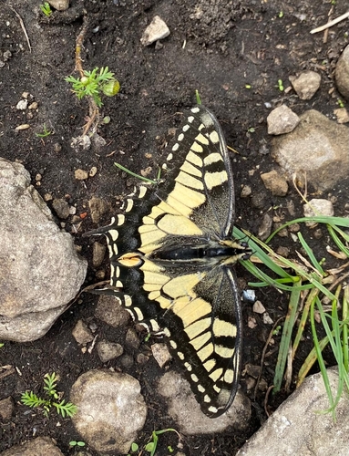 Old World Swallowtail