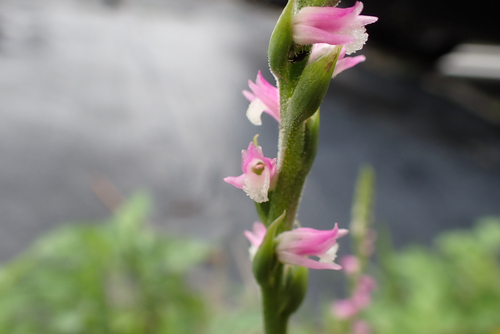austral ladies'-tresses