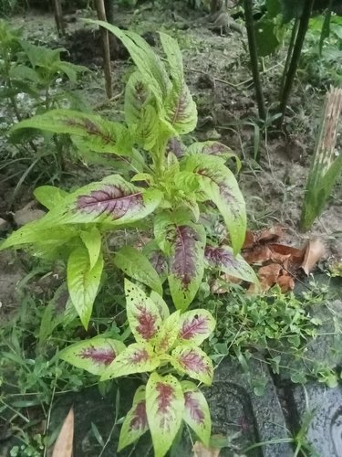 Amaranthus tricolor iNat (1)