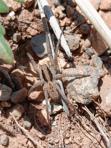 Lycosa praegrandis