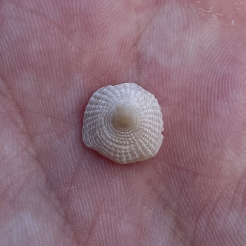 Hipponix grayanus observed 2026-06-20